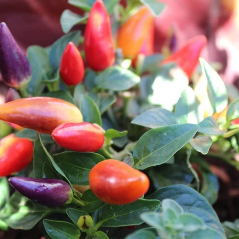 Prairie Fire chilies changing colors on a healthy pepper plant

