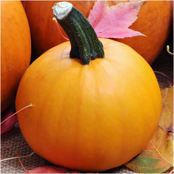 Baby Pam Pumpkin Vegetable Seeds for Planting – Non-GMO, Heirloom Pumpkin Seeds for Your Garden