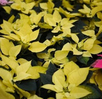 Heirloom Non-GMO Light Yellow Poinsettia Flower Seeds for Planting – Unique Festive Blooming Seeds