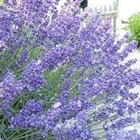 Heirloom Lavender Seeds ƒ?? Non-GMO Herb Seeds for Planting