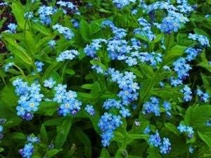 Blue Cynoglossum Flower Seeds for Planting NON GMO Seeds