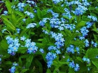 Blue Cynoglossum Flower Seeds for Planting NON GMO Seeds