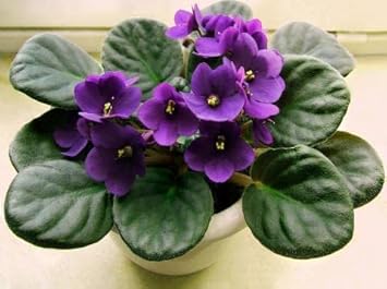 Violet African Violet Flower Seeds ƒ?? Heirloom, Non-GMO Seeds for Planting Indoor Blooms