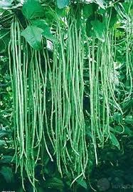 Long Bean Vegetable Seeds for Planting - 100 Pcs pcs