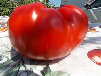 Mixed Color Oxheart Tomato Solanum lycopersicum for planting in urban garden