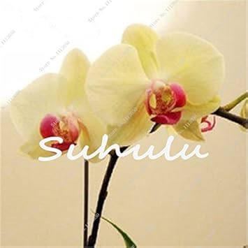 Yellow (Yellow scientific name) for planting in garden