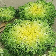 100 Pcs