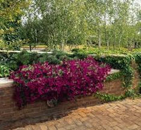 Patio Potted Flower Seeds – Heirloom Non-GMO Seeds for Colorful and Compact Container Gardening
