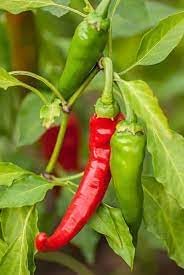 Cayenne Vegetable Seeds for Planting, 100 Pcs pcs