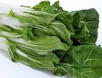 Green Swiss Chard Vegetable Seeds for Planting, heirloom & Non-GMO Seeds