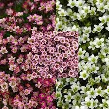 Heirloom Non-GMO Saxifraga Mossy Flower Seeds for Planting – Low-Growing Alpine Garden Blooms - Non-GMO for planting in home garden
