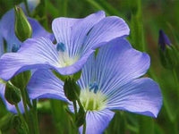 Blue Flax Flower Seeds for Planting – Organic, Heirloom, Non-GMO Wildflower Seeds