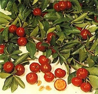 Red Malpighia Glabra Fruit Seeds for Planting and Cultivation - Heirloom Seeds for your Home Garden