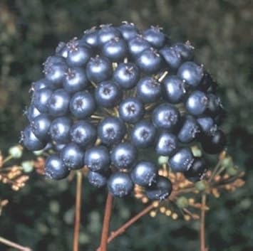 Black Sarsaparilla Fruit Seeds for Planting - Grow Flavorful Sarsaparilla with Many Benefits, GMO Free