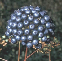 Black Sarsaparilla Fruit Seeds for Planting - Grow Flavorful Sarsaparilla with Many Benefits, GMO Free
