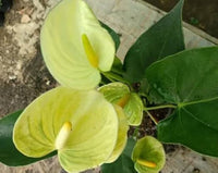 Yellow Anthurium Andraeanu Flower Seeds for Planting - NON GMO Seeds