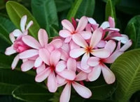Light Pink Frangipani Flower Seeds – Heirloom Non-GMO Plumeria Seeds for Fragrant Tropical Gardens seeds for planting in home garden