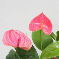 Heirloom Non-GMO Anthurium Flower Seeds for Planting – Pink Exotic Blooms