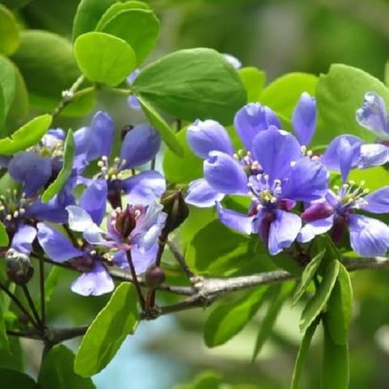 Blue Lignum Vitae Plant Seeds for Planting - NON GMO Seeds seeds for planting in home garden