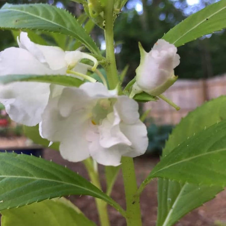 Heirloom Non-GMO White Balsamine Flower Seeds for Planting – Elegant Garden Annual Blooms