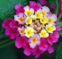 Feston Purple Yellow Rose Flower Seeds - Non-GMO Heirloom Garden Seeds for Planting and Growing seeds for planting in home garden
