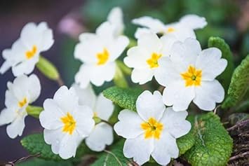 Primula Flower Seeds for Planting - 100 pcs