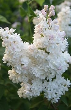 Lilac Flower Seeds for Planting -NON GMO Seeds for planting in home garden
