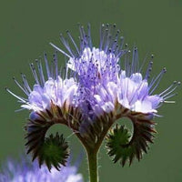 Fiddleneck Flower Seeds for Planting 100 pcs