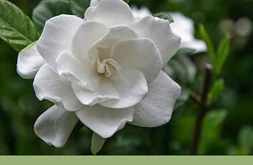 Gardenia Jasminoides Flower Seeds for Garden - 100 pcs