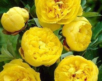 Yellow Peony Flower Seeds for Planting - NON GMO Seeds for planting in home garden