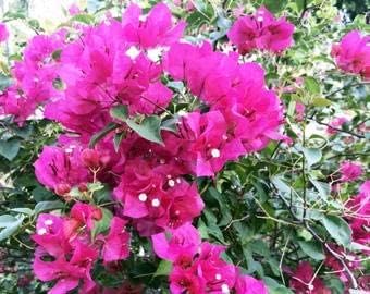 Bougainvillea Flower Seeds Heirloom Non GMO Planting - 100 pcs for planting in home garden