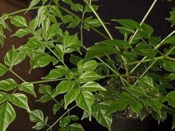 Organic Green Radermachera Plant Seeds for Planting – Heirloom, Non-GMO