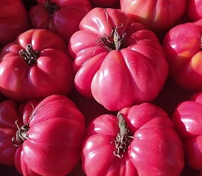 Dark Pink Tomato Seeds for Planting - 100 Pcs pcs