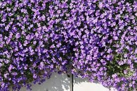 Aubrieta Cascade Flower Seeds for Planting â€“ NON GMO Seeds