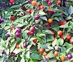100 Pcs