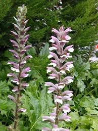 Organic Breeches Flower Seeds for Planting ƒ?? Heirloom, Non-GMO for planting in your garden.
