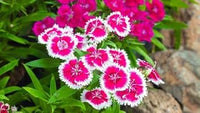 Organic Pink White Dianthus Flower Seeds for Planting ƒ?? Heirloom, Non-GMO for planting in your garden.