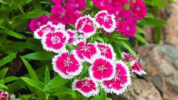 Organic Pink White Dianthus Flower Seeds for Planting ƒ?? Heirloom, Non-GMO for planting in your garden.