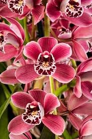 Milii Flower Seeds for Planting - NON GMO Seeds for planting in home garden