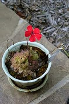 Red Butterwort Flower Planting Seeds 100 Pcs pcs