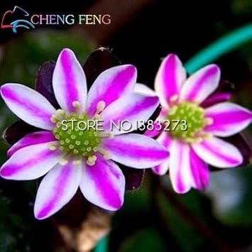 White (White scientific name) for planting in garden