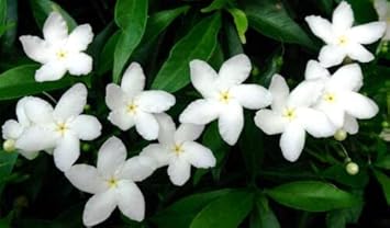 Tabernaemontana Flower Seeds – Heirloom Non-GMO Seeds for Fragrant Garden Planting - Flower for planting in home garden