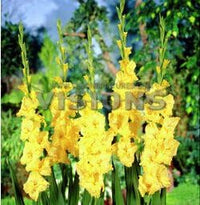 Heirloom Yellow Gladiolus Hybridus Flower Seeds – Non-GMO Perennial Blooms for Planting