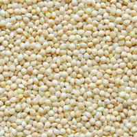 White Proso Millet Seeds for Planting - NON GMO Seeds