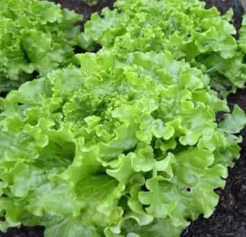 Light Green Lettuce Seeds for Planting - 100 Pcs pcs