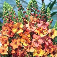 Organic Mixed Phoeniceum Flower Seeds for Planting ƒ?? Heirloom, Non-GMO