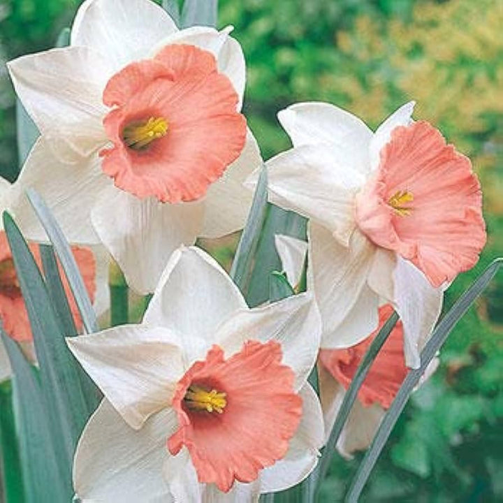 Pale Pink Narcissus Seeds for Planting – Heirloom, Non-GMO Organic Flower Seeds