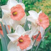 Pale Pink Narcissus Seeds for Planting – Heirloom, Non-GMO Organic Flower Seeds