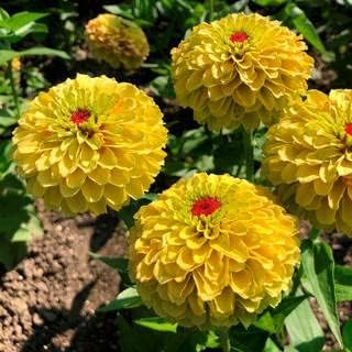 Yellow Red Zinnia Flower Seeds for Planting â€“ Vibrant Blooms, Non-GMO, Heirloom Seeds, Beautiful Blooms