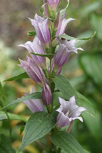 Lavender Gentiana Asclepiadea Seeds for Planting - NON GMO Seeds